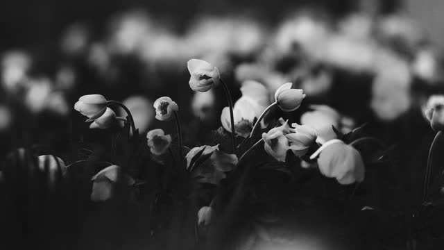 Black-and-white flowers on thin stems, some bowed